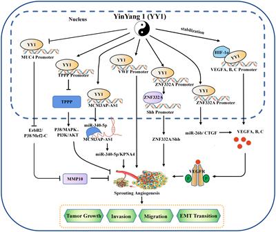 Dissecting the roles and clinical potential of YY1 in the tumor microenvironment